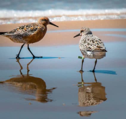 two birds walking on a beach next to the ocean
