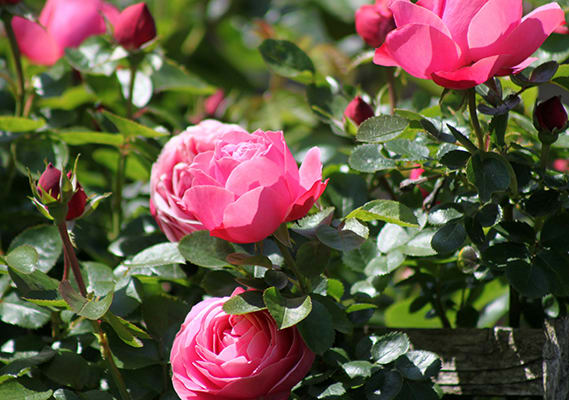 a group of pink roses in the garden