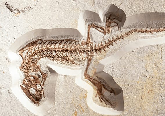 a 3d model of a dinosaur skeleton