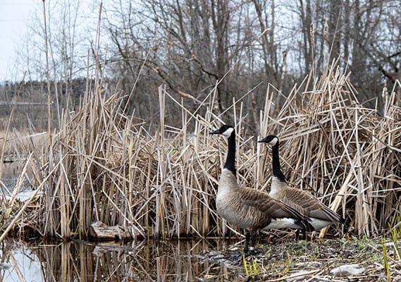 two geese standing in the water near some reeds