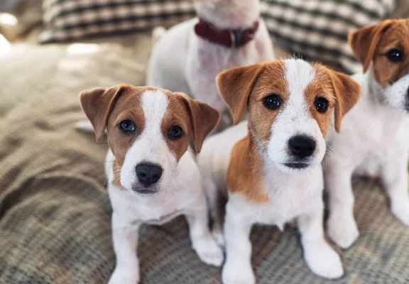 Three puppies are sitting on a plaid blanket.