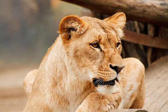 A lioness is sitting with her head turned to the side.