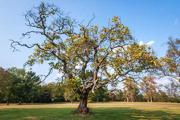 A large tree with yellow leaves stands in a grassy field.