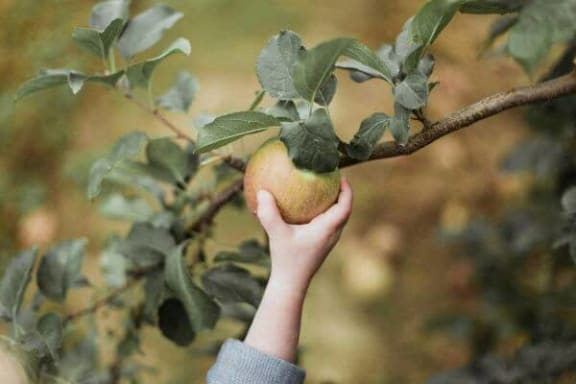 a child holding an apple on a tree