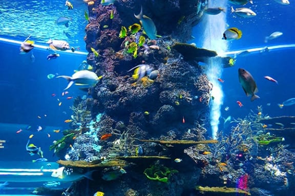 a large aquarium with many different types of fish