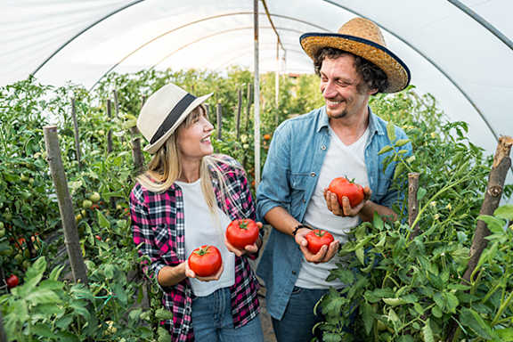 Two people holding tomatoes in a greenhouse.