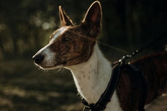 a brown and white dog on a leash