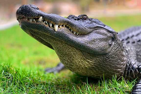 A close-up of an alligator's head with its mouth open.
