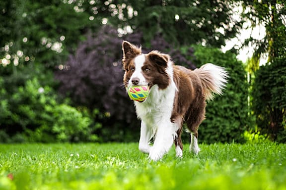 A dog is running with a ball in its mouth.