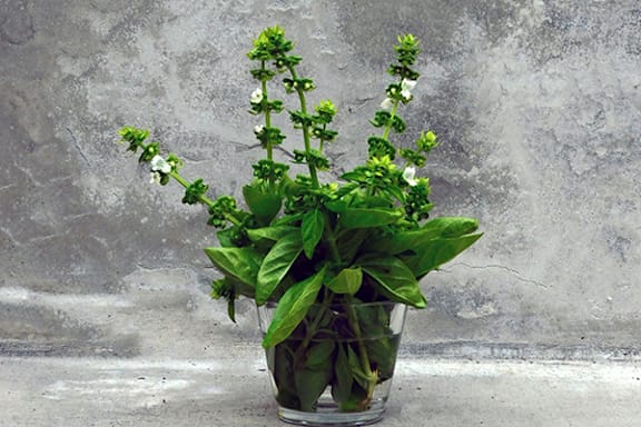 plant of lavender Tucker's Early Purple Lavender main image 1