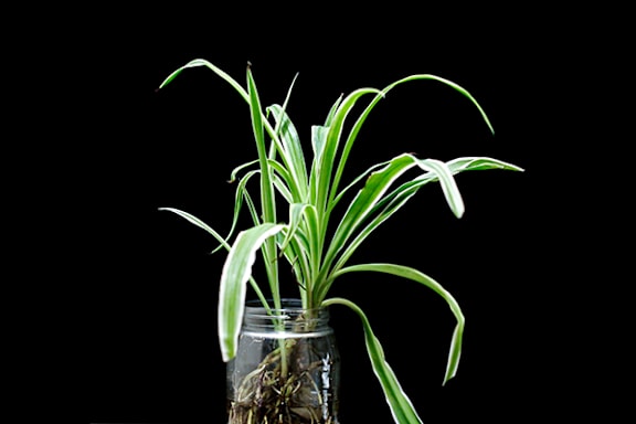 A green plant in a glass vase.