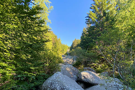 A rocky path is surrounded by trees in a forest.