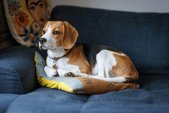 A beagle dog is sitting on a blue couch with a yellow and orange pillow.