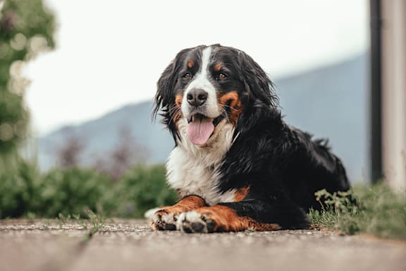 A dog with black, white and brown fur is sitting on the ground.