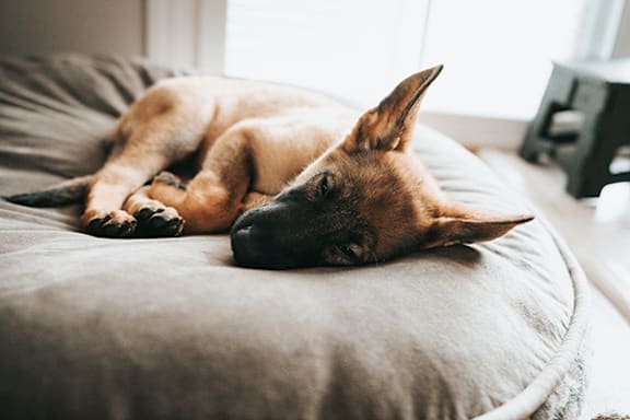 A dog is sleeping on a round bed.