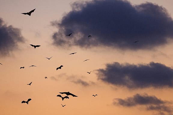 A flock of birds flying in the sky.