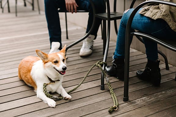 A dog is on a leash next to a person sitting on a chair.