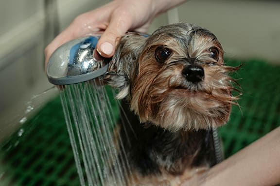 a dog being given a shower by a person