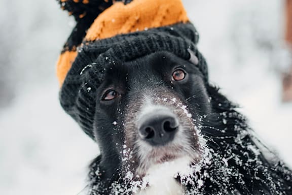 a dog wearing a hat in the snow