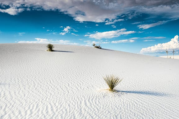 A desert landscape with two small plants in the distance.