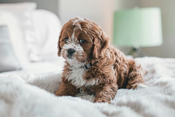A small brown and white dog is lying on a white bedspread.