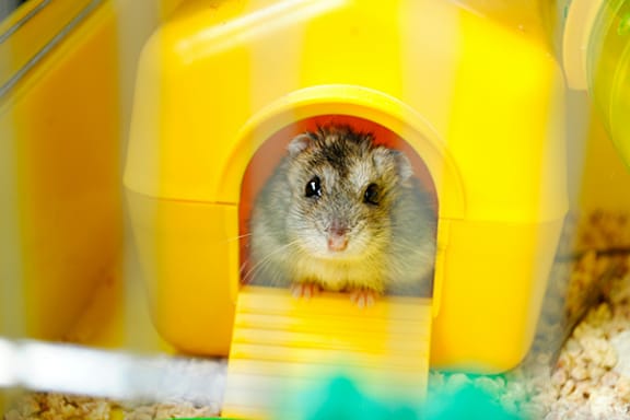 A small hamster is sitting in a yellow and white cage.