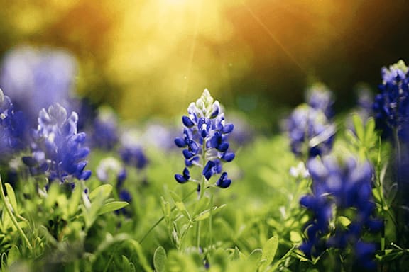 A field of blue flowers with the sun shining through.