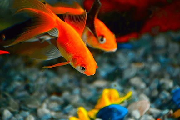Two orange fish are swimming in an aquarium.