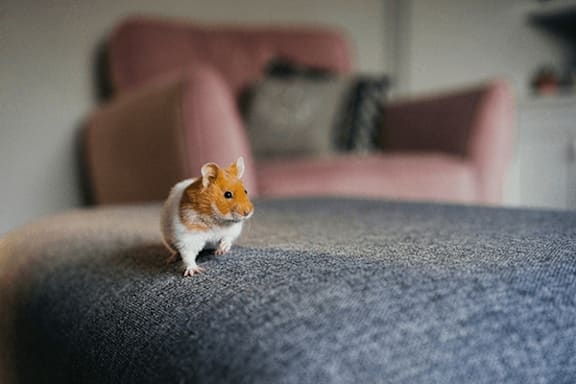 A small hamster is sitting on a blue surface.