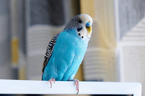 A blue and white bird with black stripes on its head is perched on a white surface.