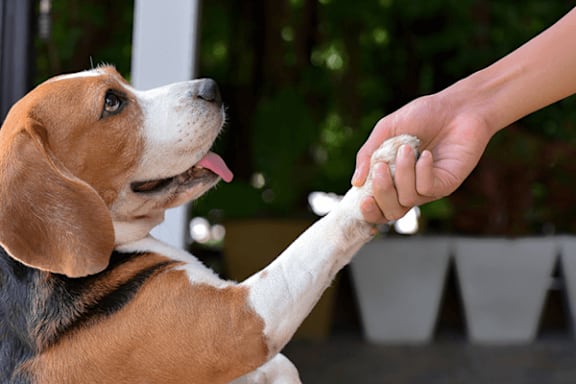 A dog is reaching out to a human hand.