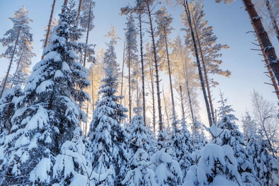 A forest of trees covered in snow.