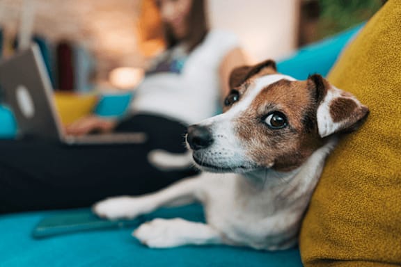 A dog is lying on a blue surface with a laptop and a person in the background.