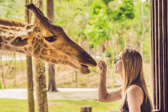 A woman is feeding a giraffe through a fence.