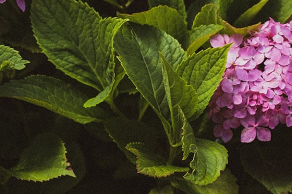 a purple flower with green leaves on a black background