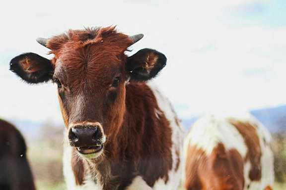 a brown cow standing in a field with other cows