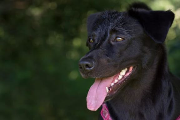 a black dog with a pink collar on