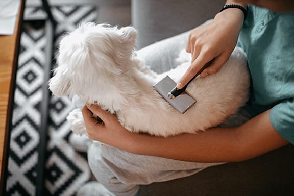 A person is grooming a white dog with a black comb.