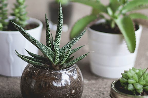 A succulent plant in a brown pot sits in front of two other potted plants.
