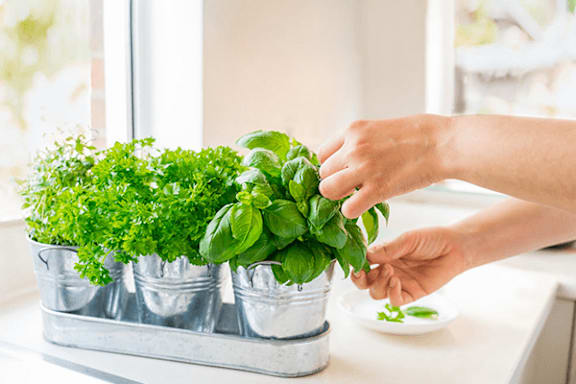 A person is picking a leaf from a basil plant in a pot.