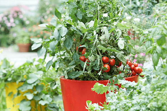 A red pot with tomatoes and other plants in a greenhouse.