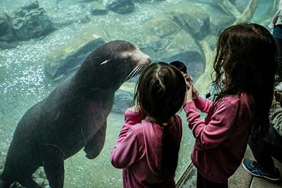 Two girls are looking at a seal in an aquarium.