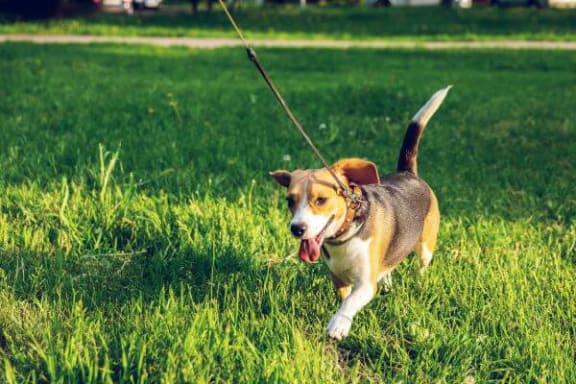 a dog on a leash walking in the grass
