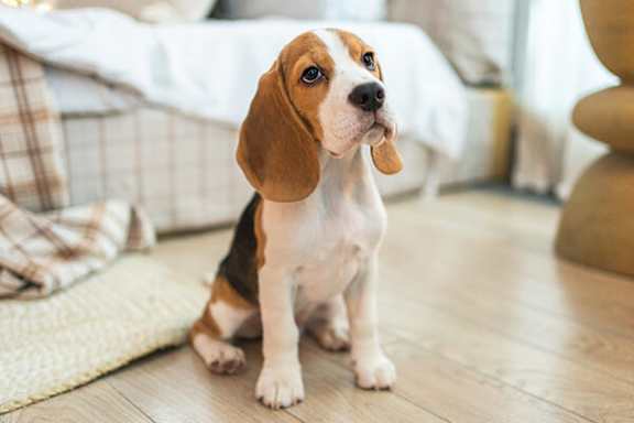 A beagle dog is sitting on a wooden floor in a room.