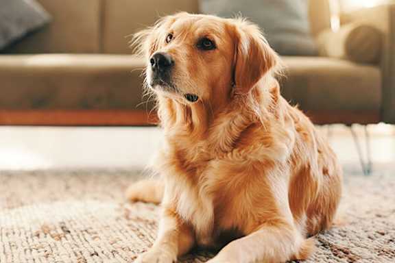 A golden retriever dog is sitting on a carpet looking up.