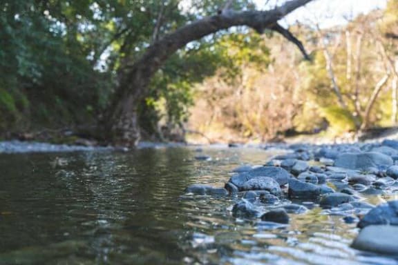 a river with rocks under a tree