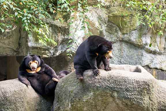Two black bears sitting on a rock.