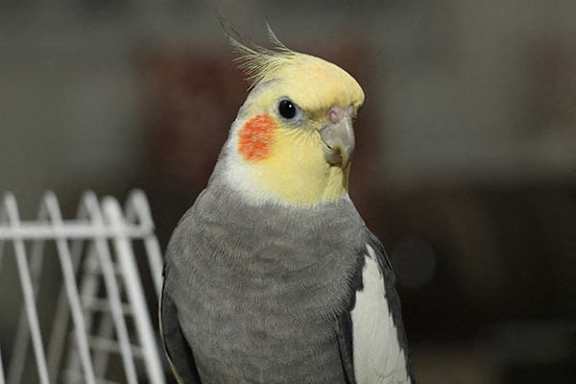 A cockatiel with a grey body and a yellow face is perched on a chair.