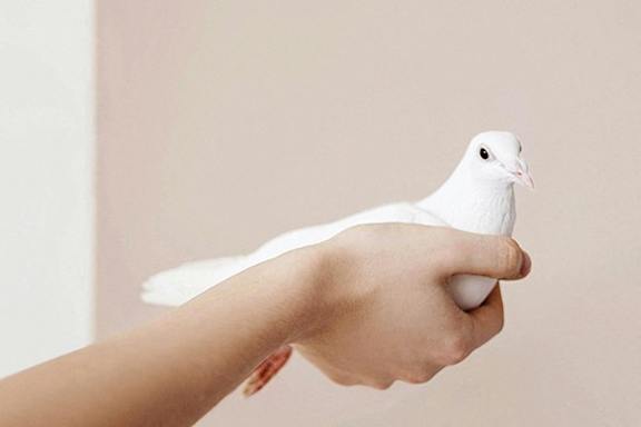 A person holding a white dove in their hand.