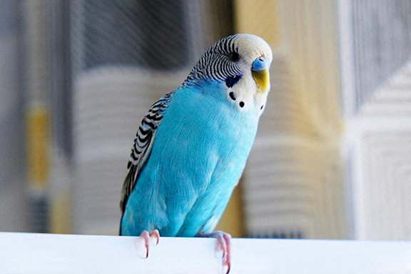 A blue and black bird with a yellow beak is perched on a white surface.